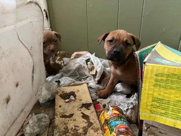 perros de casa abandonados