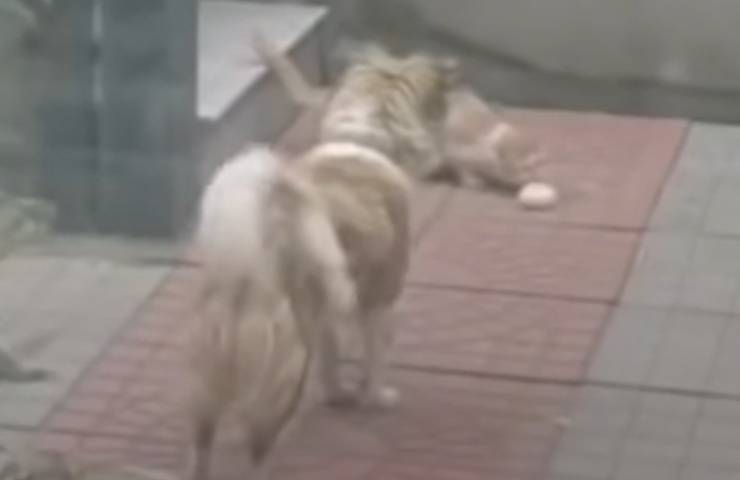 perro Pudmin generosidad gatito