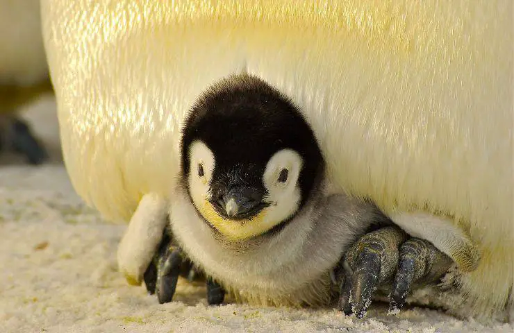 extinción de la ley del pingüino emperador