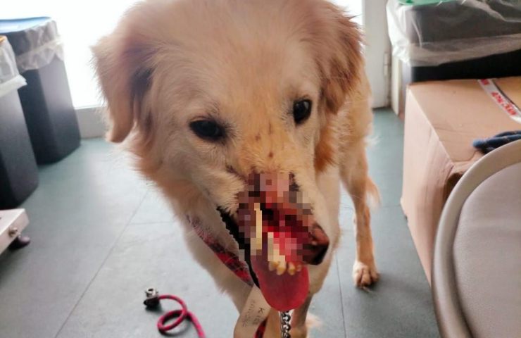 perro petardo herida