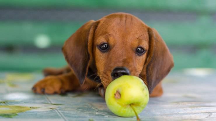 perro juega con una Apple
