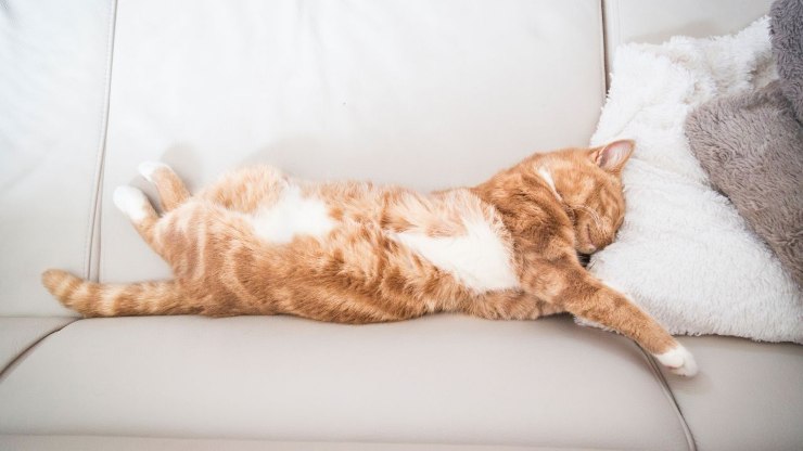gatito duerme