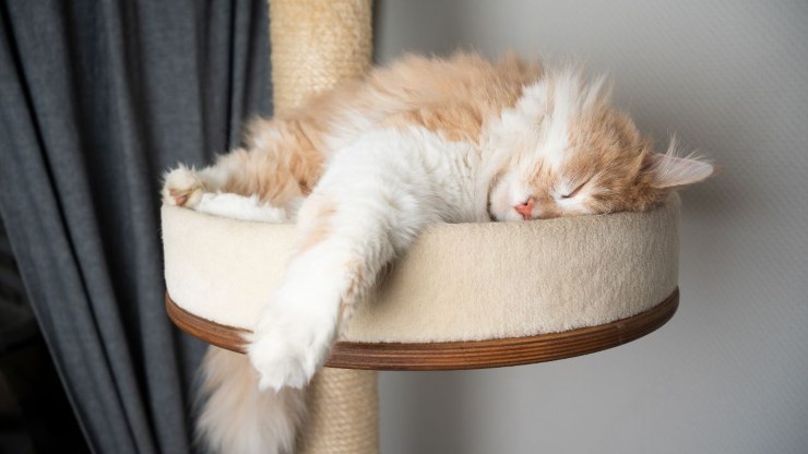 El gato duerme en el rascador