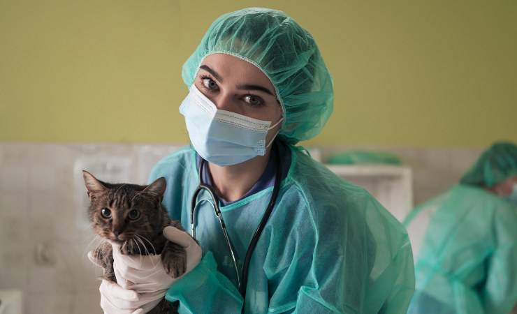 gato en cuidado