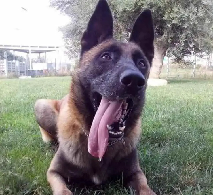 monopolios de perros policía