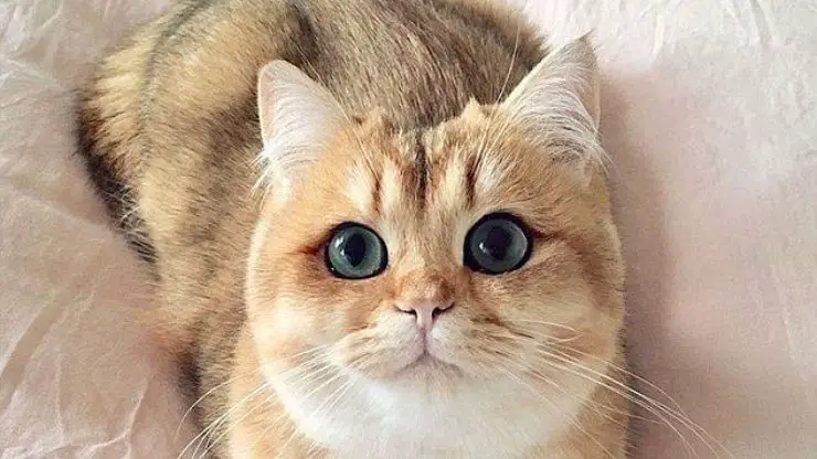 silbato de gato