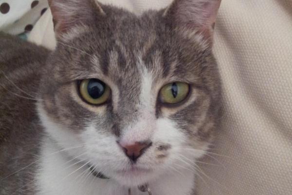 Anisocoria en gatos: síntomas, causas y tratamiento - ¿Qué es la anisocoria en gatos?