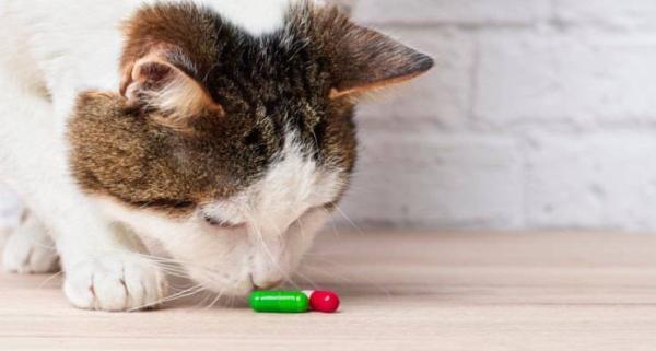 Anisocoria en Gatos: Síntomas, Causas y Tratamiento - Tratamiento de la anisocoria en gatos