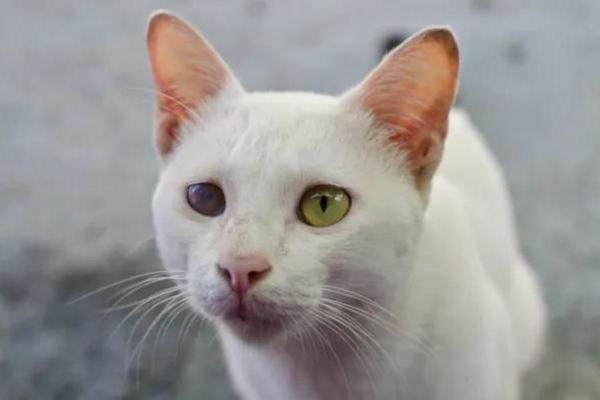 Anisocoria en gatos: síntomas, causas y tratamiento - Causas de la anisocoria en gatos