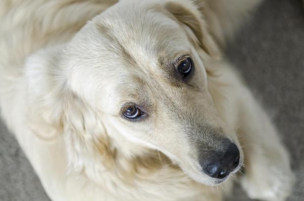 Discoespondilitis en perros: síntomas, causas y tratamiento - Síntomas de discoespondilitis en perros