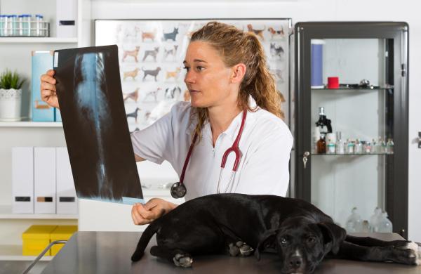 Discoespondilitis en perros: síntomas, causas y tratamiento - Diagnóstico de discoespondilitis en perros