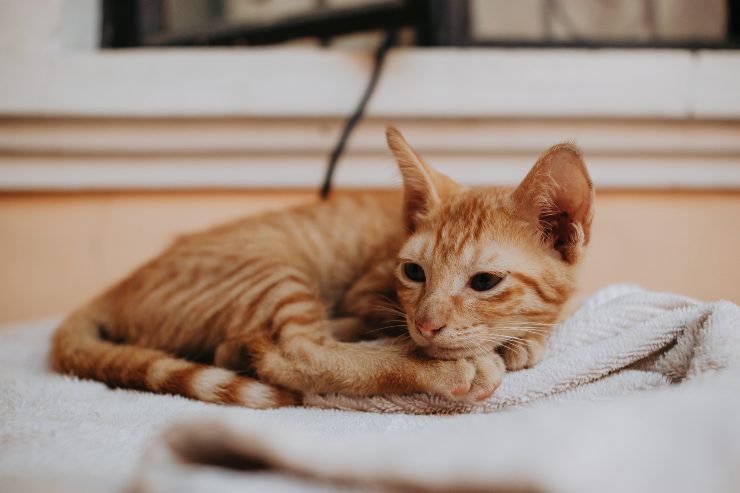 El comportamiento del felino