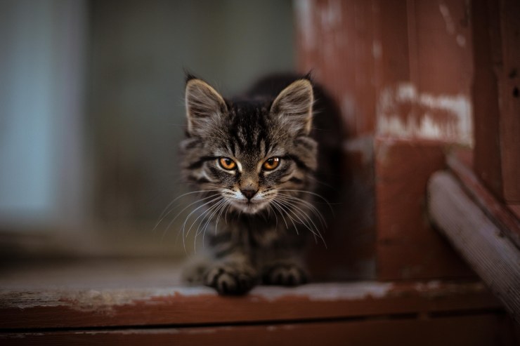 Kitty se mantiene debajo de la cola