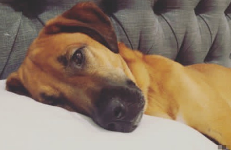 el perro Theo desaparece en el estacionamiento