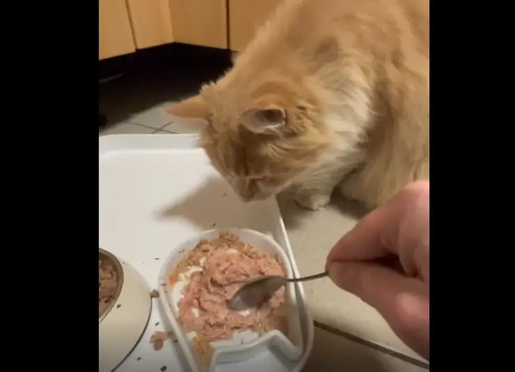 gato obsesivo compulsivo