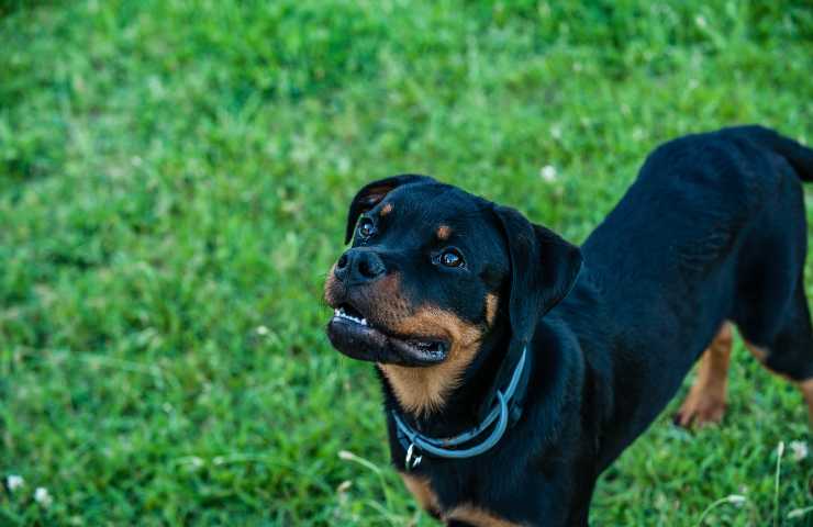 rottweiler agresivo