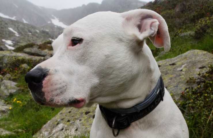 dogo argentino