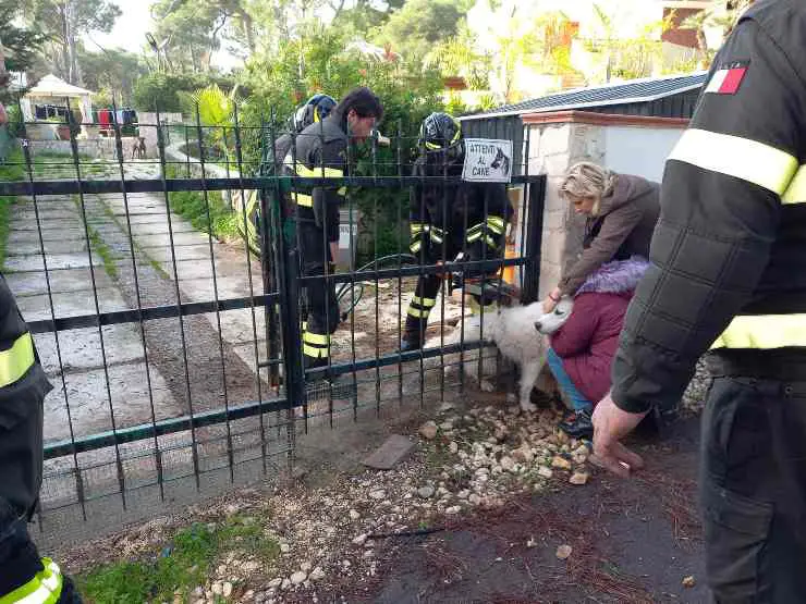 perro atrapado en bares