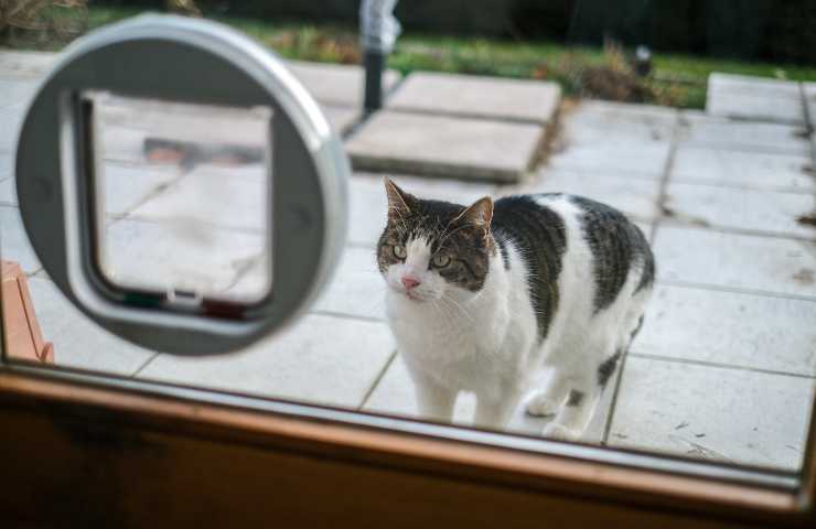 gato fuera de la puerta