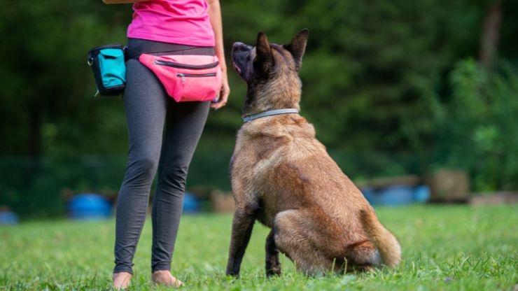 educador de perros
