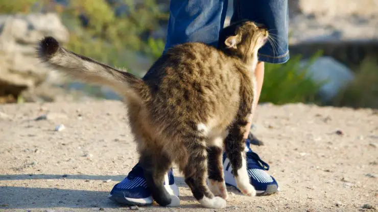gato se frota las piernas