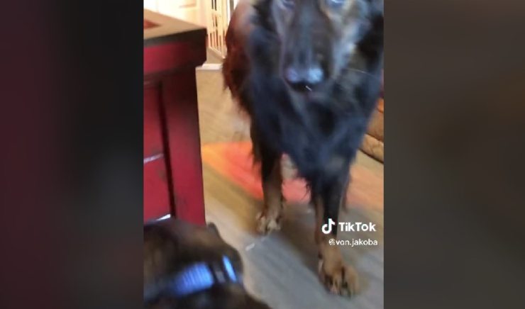 vídeo de perro huyendo