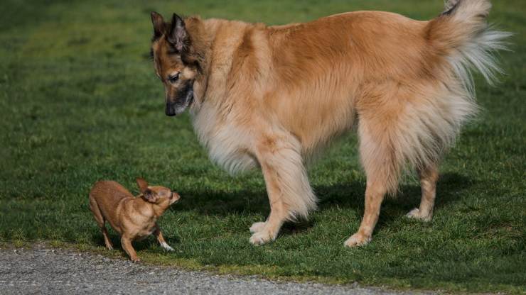 Perro pequeño y perro grande