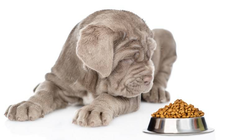 cachorro mastin napolitano