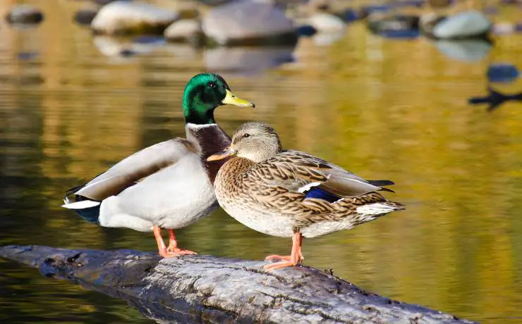 Patos fuera del río