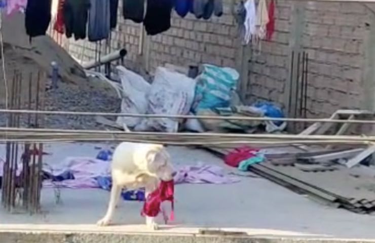 Perro juega video de lavandería
