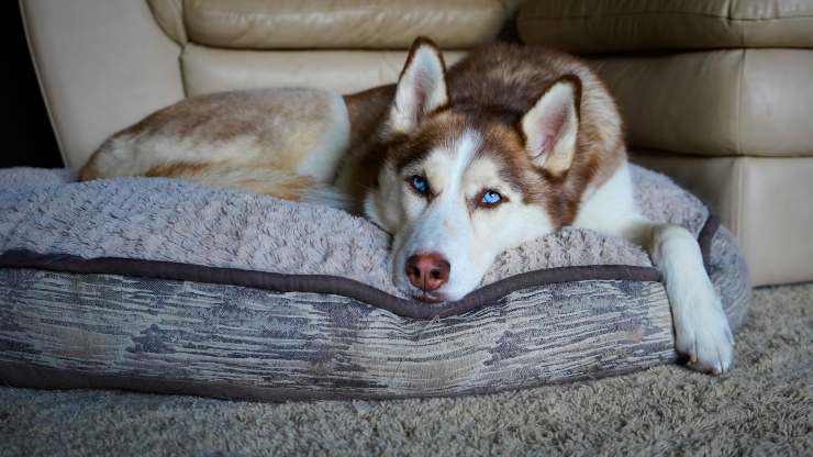 Razas de perros que aman el silencio