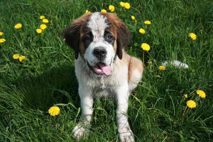 Perrito entre las flores