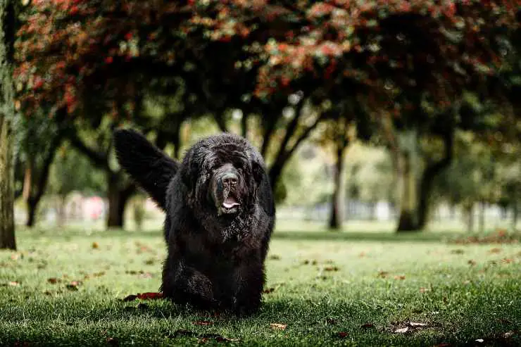 El perro camina en el paisaje.