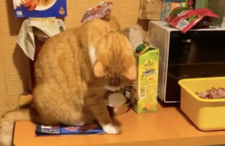 gato reparte croquetas amigos