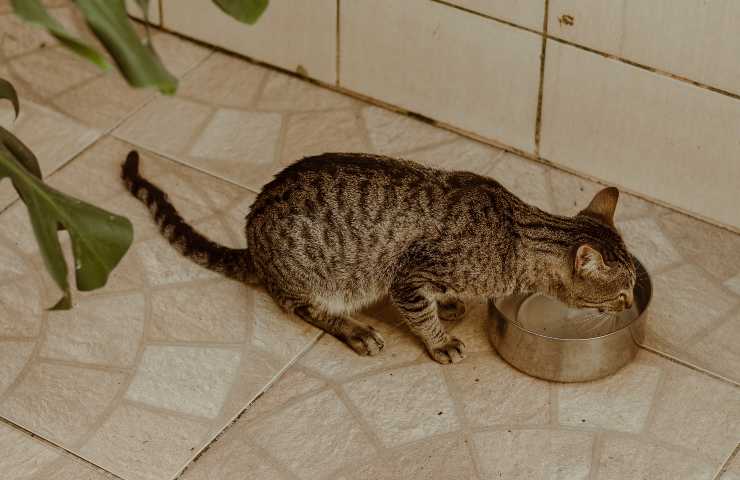 El gato come en el cuenco.