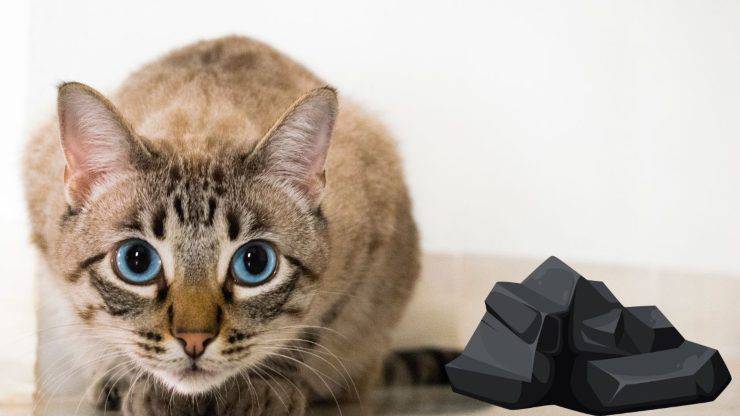 Gatito y carbón