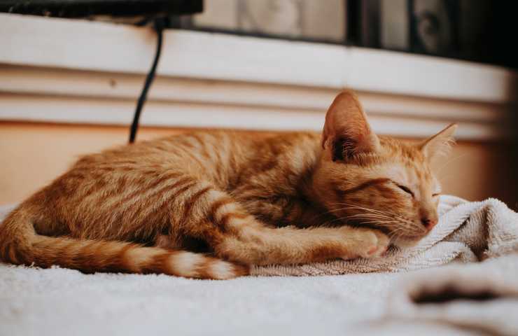 Gato mayor