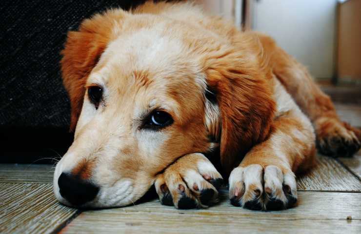 perro mayor