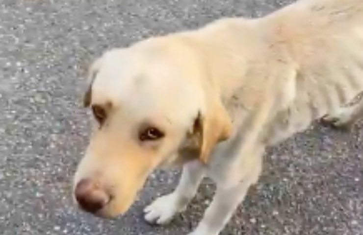pequeña amenaza de piel a hueso