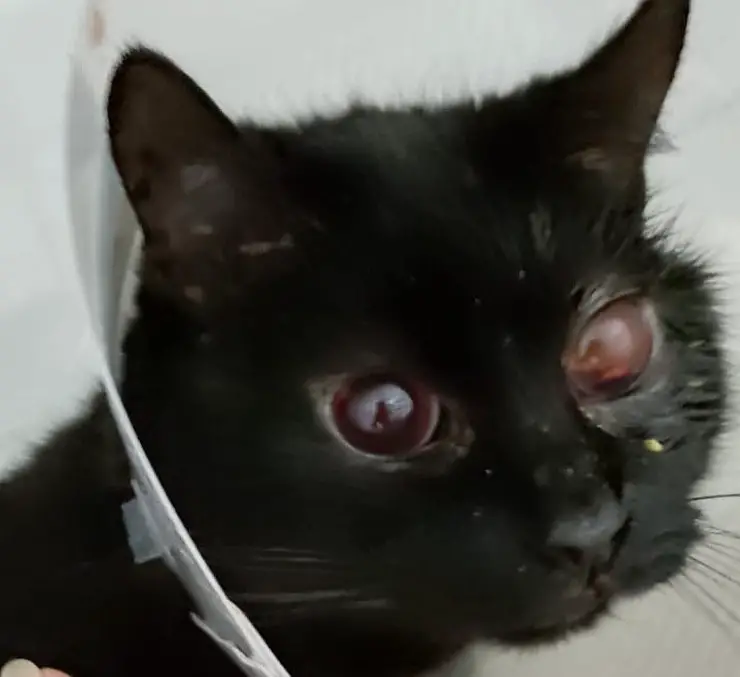 gato de ojos rojos