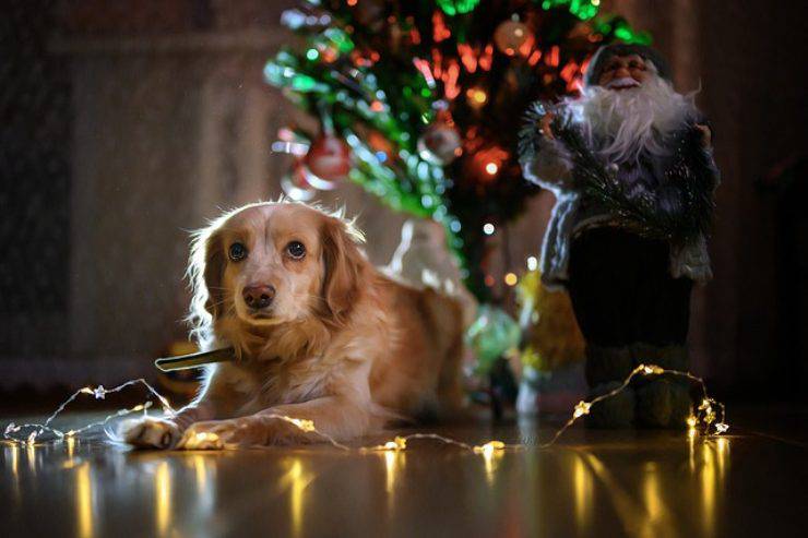 perro electrocutado luces