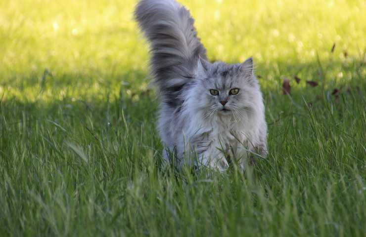 gato en la hierba