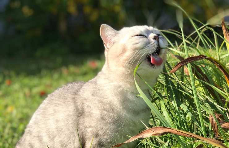 gato come hierba