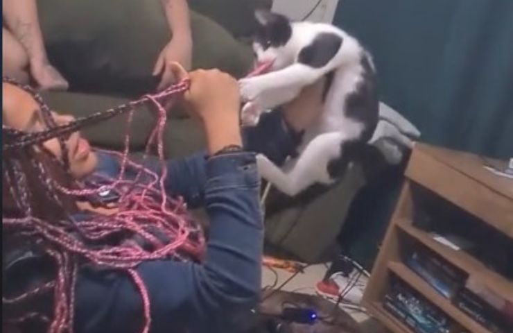 Gatito con coletas en la boca