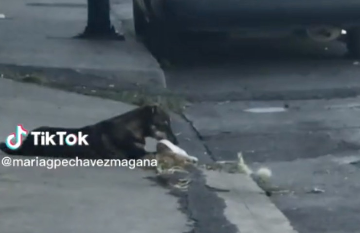 perro roba zapato de calle