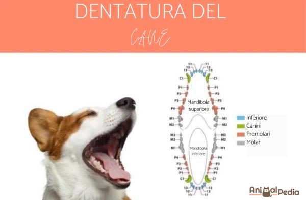 ¿Cuántos dientes tiene un perro? - ¿Cómo son los dientes de un perro?