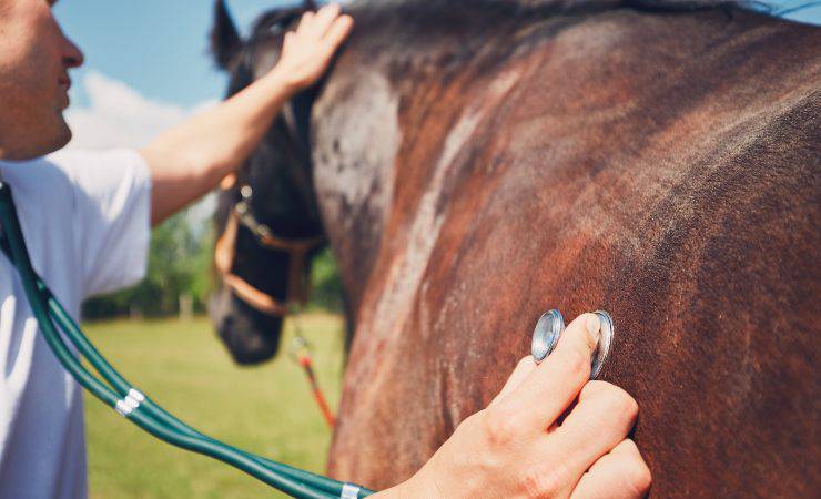 caballo en control