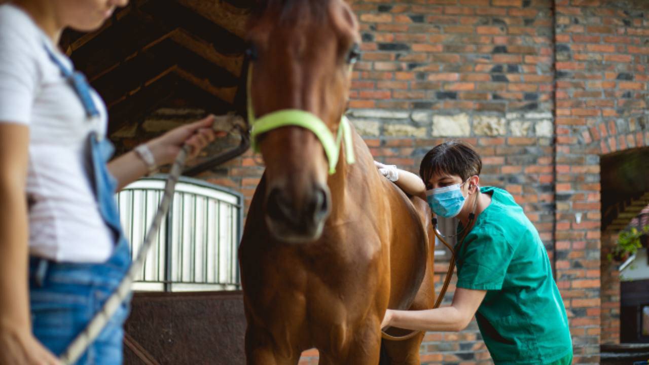Tumores de piel en caballos: las 3 patologías más comunes en animales