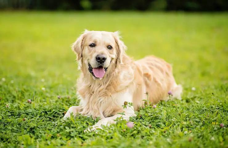 perro perdiguero de oro