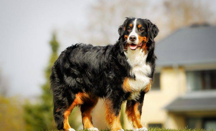 Perro de montaña bernés en los campos